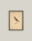 Bird Framed Antique Art