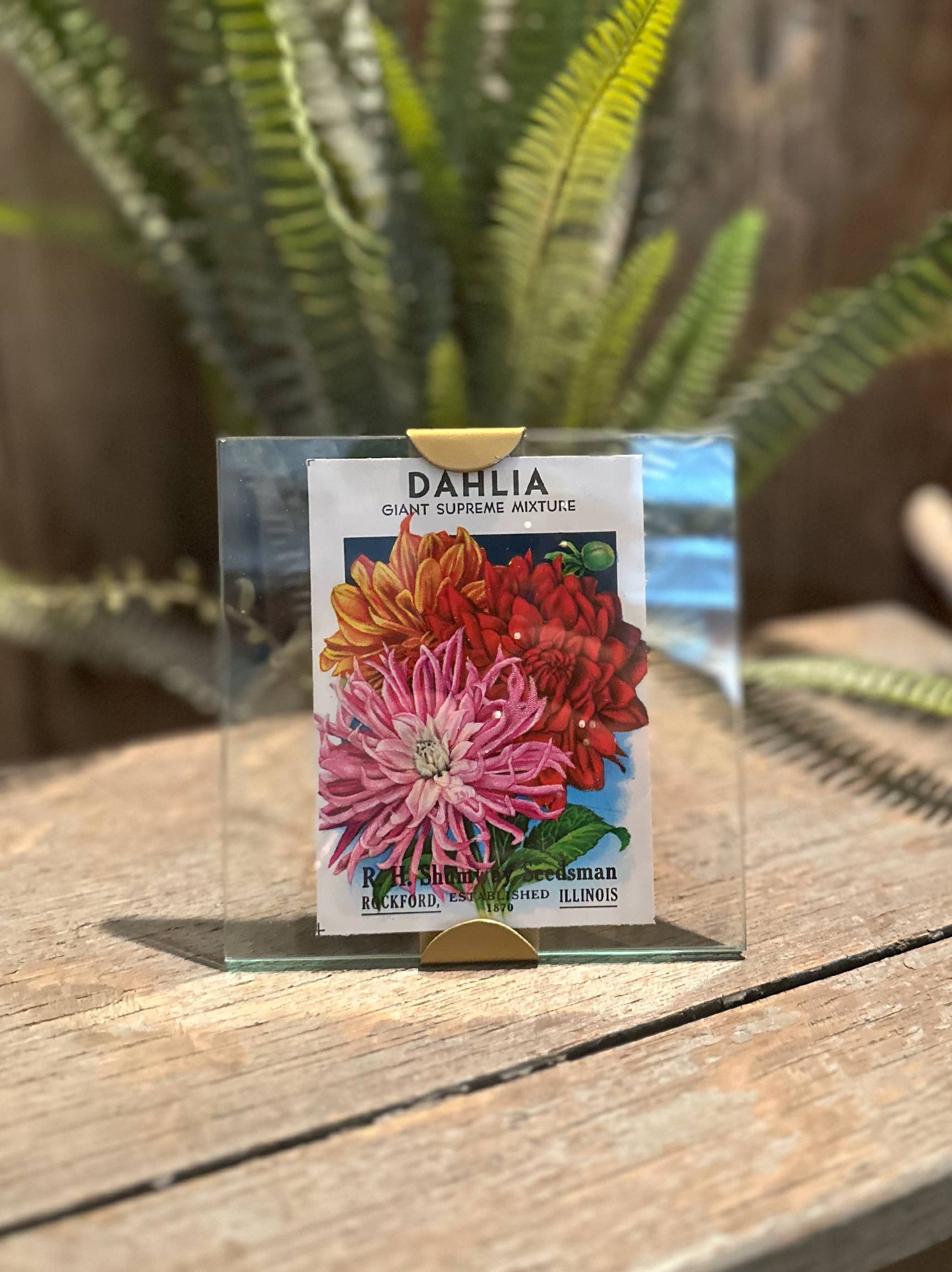 Scallop Frame 5X5