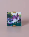 Scallop Frame 5X5