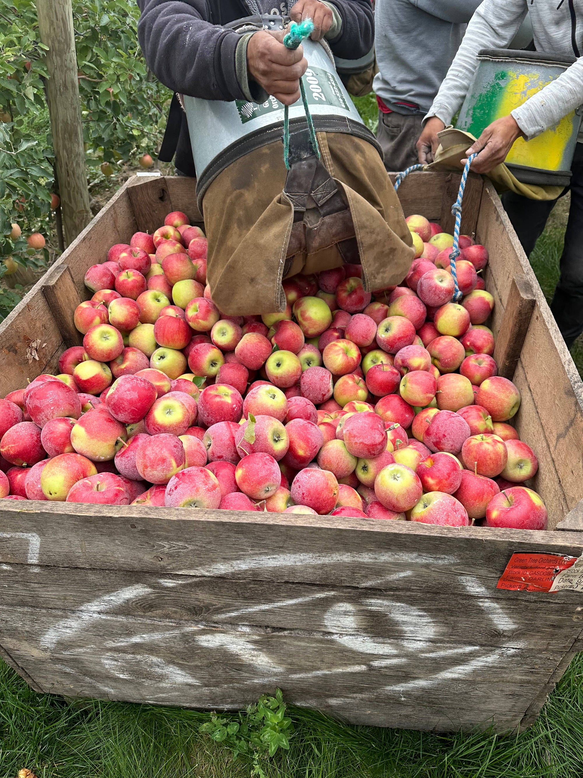 Apple Harvest Goat Milk Soap