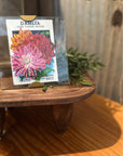 Scallop Frame 5X5
