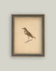 Bird Framed Antique Art